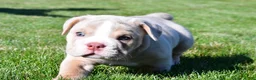 Beabull dogs for sale: Lakota - Ad 13