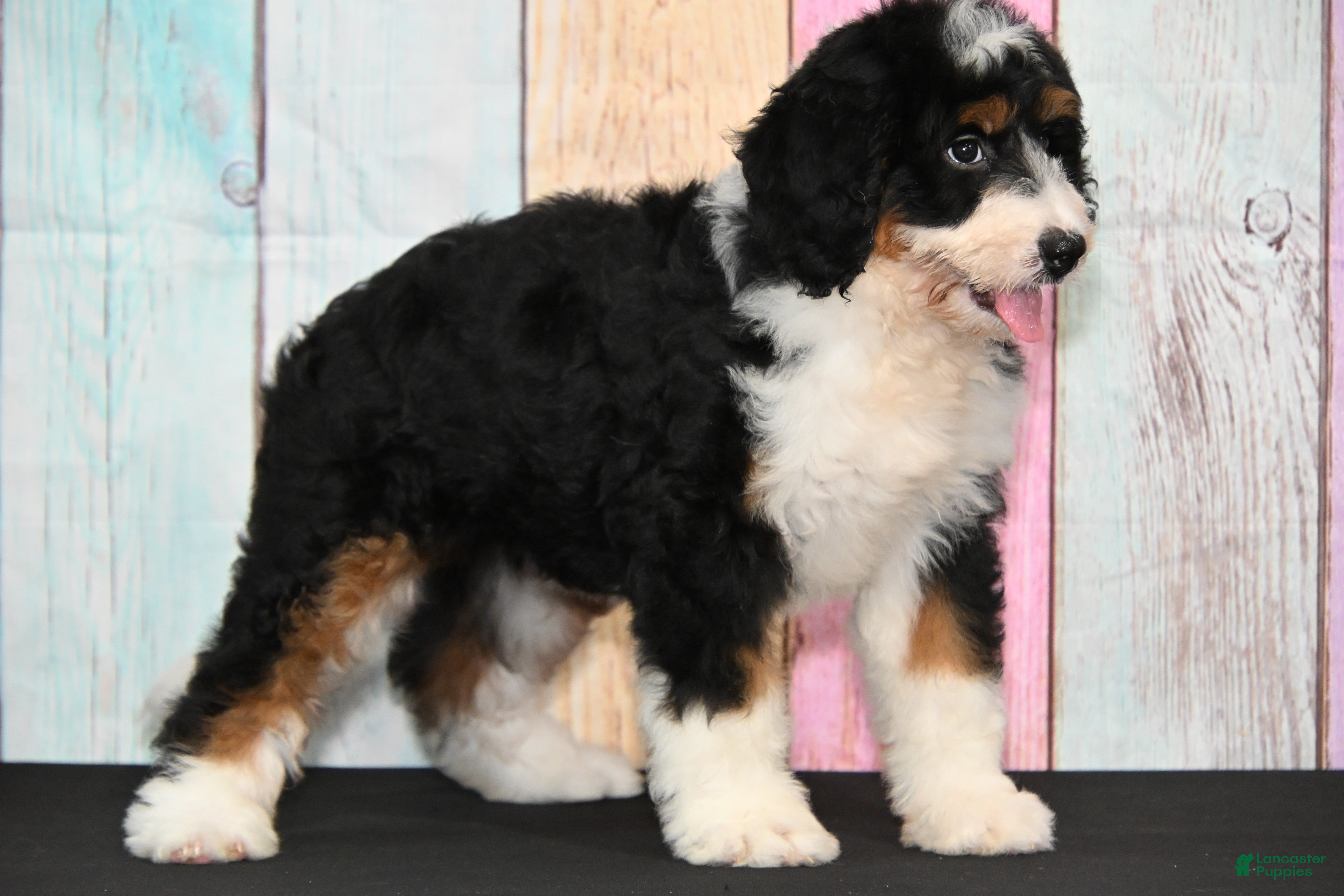 Bernedoodle dogs Bernedoodle 2 - Ad 13