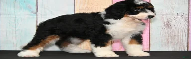 Bernedoodle 2