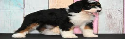 Bernedoodle dogs for sale: Bernedoodle 2 - Ad 1