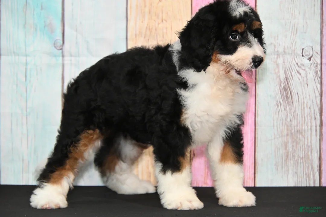 Bernedoodle dogs for sale: Bernedoodle 2 - Ad 1