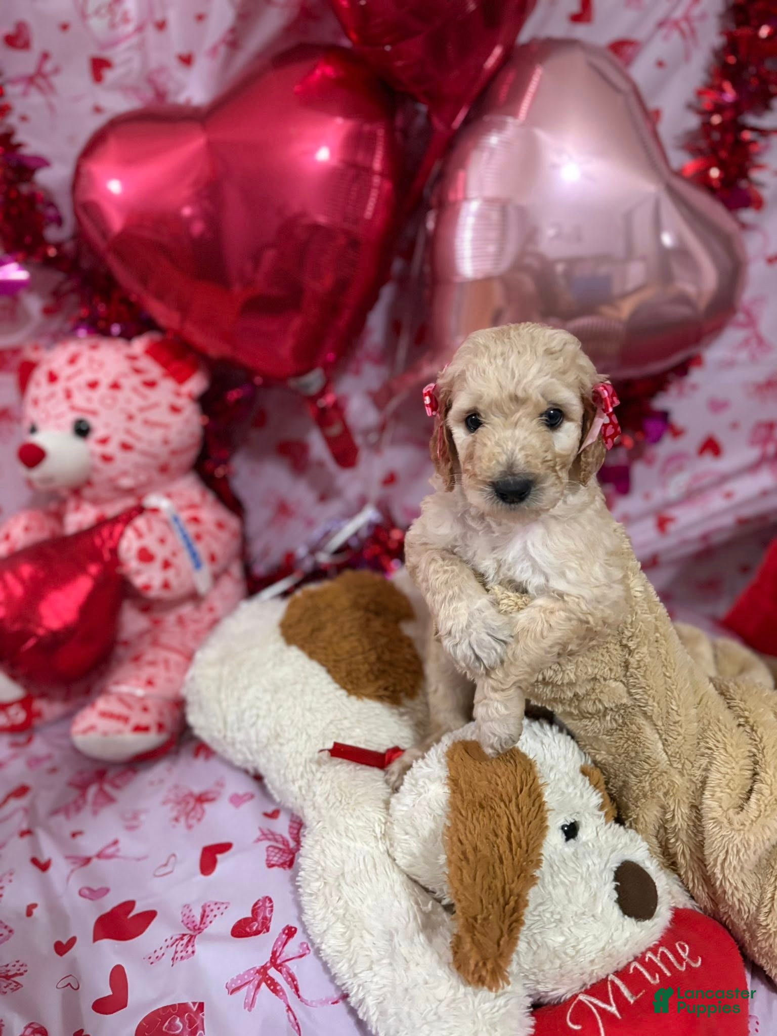 Goldendoodle dogs Goldendoodle Puppy 11 - Ad 16