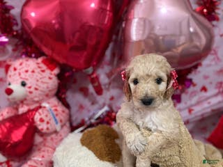 Goldendoodle dogs Goldendoodle Puppy 11 - Ad 16