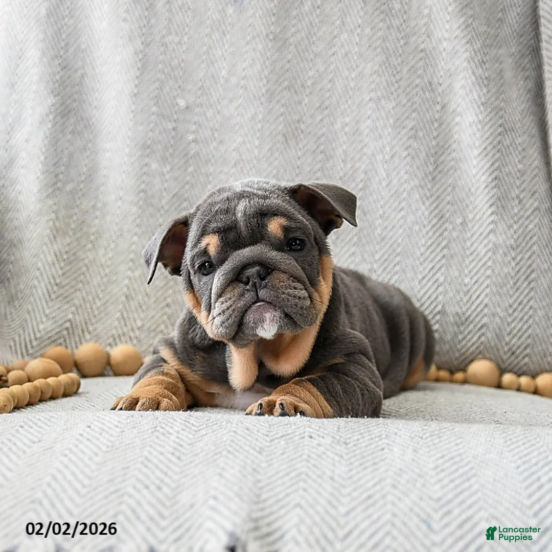 English Bulldog dogs for sale: Cookie Dough - Ad 2