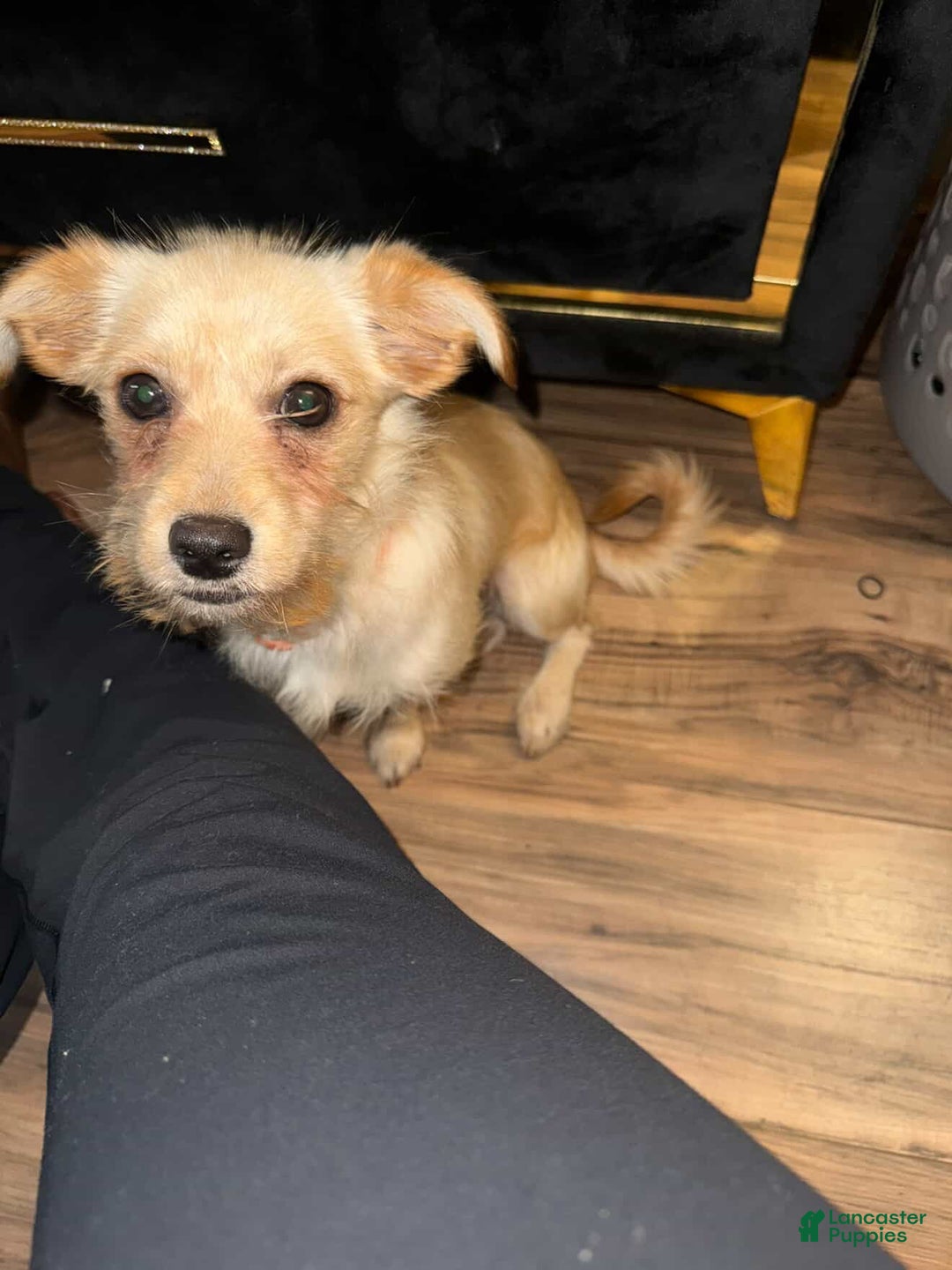 Dachshund dogs for sale: Dachshund Puppy 1 - Ad 1