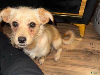 Dachshund dogs Dachshund Puppy 1 - Ad 38