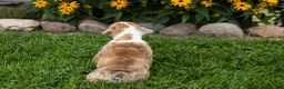 English Bulldog dogs for sale: Buddy  - Ad 7
