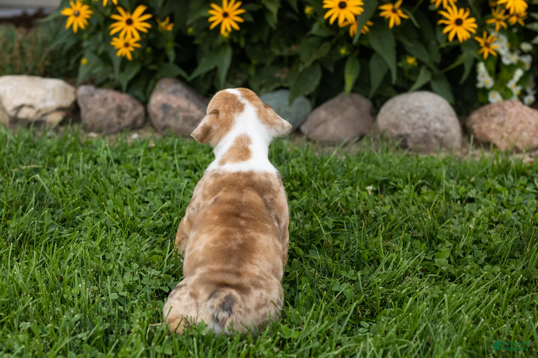 English Bulldog dogs for sale: Buddy  - Ad 7