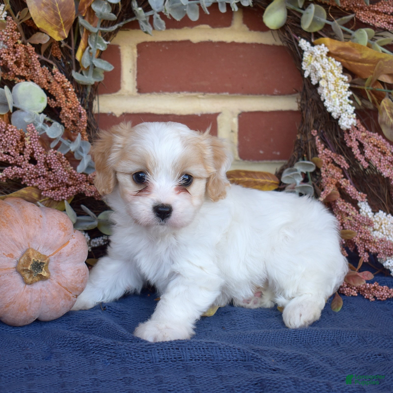 Cavachon dogs for sale: London - Ad 2