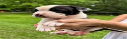 American Bulldog dogs for sale: Female 4 - Ad 2