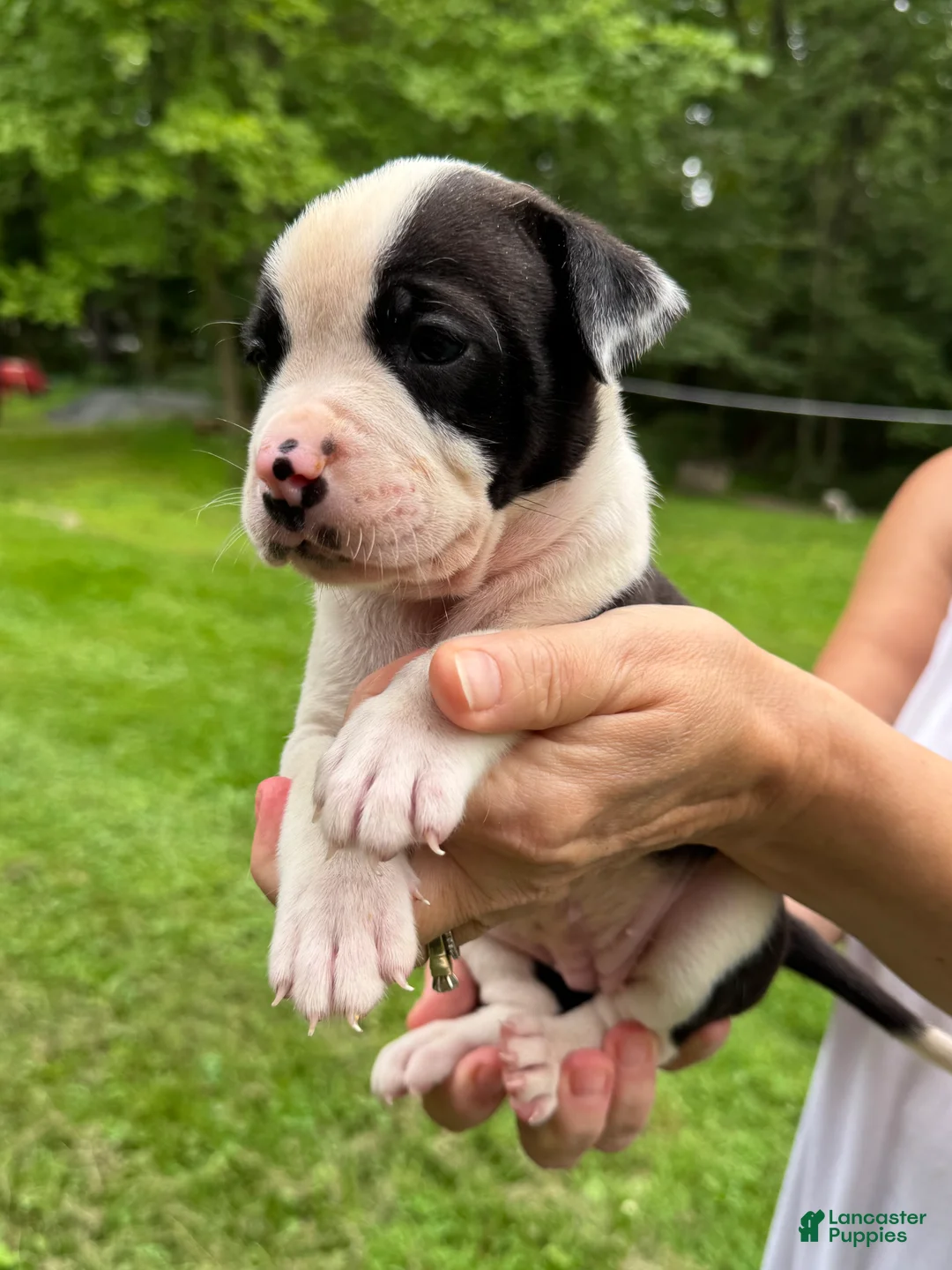 American Bulldog dogs for sale: Female 4 - Ad 2