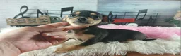Chihuahua dogs for sale: Chihuahua 4 - Ad 8