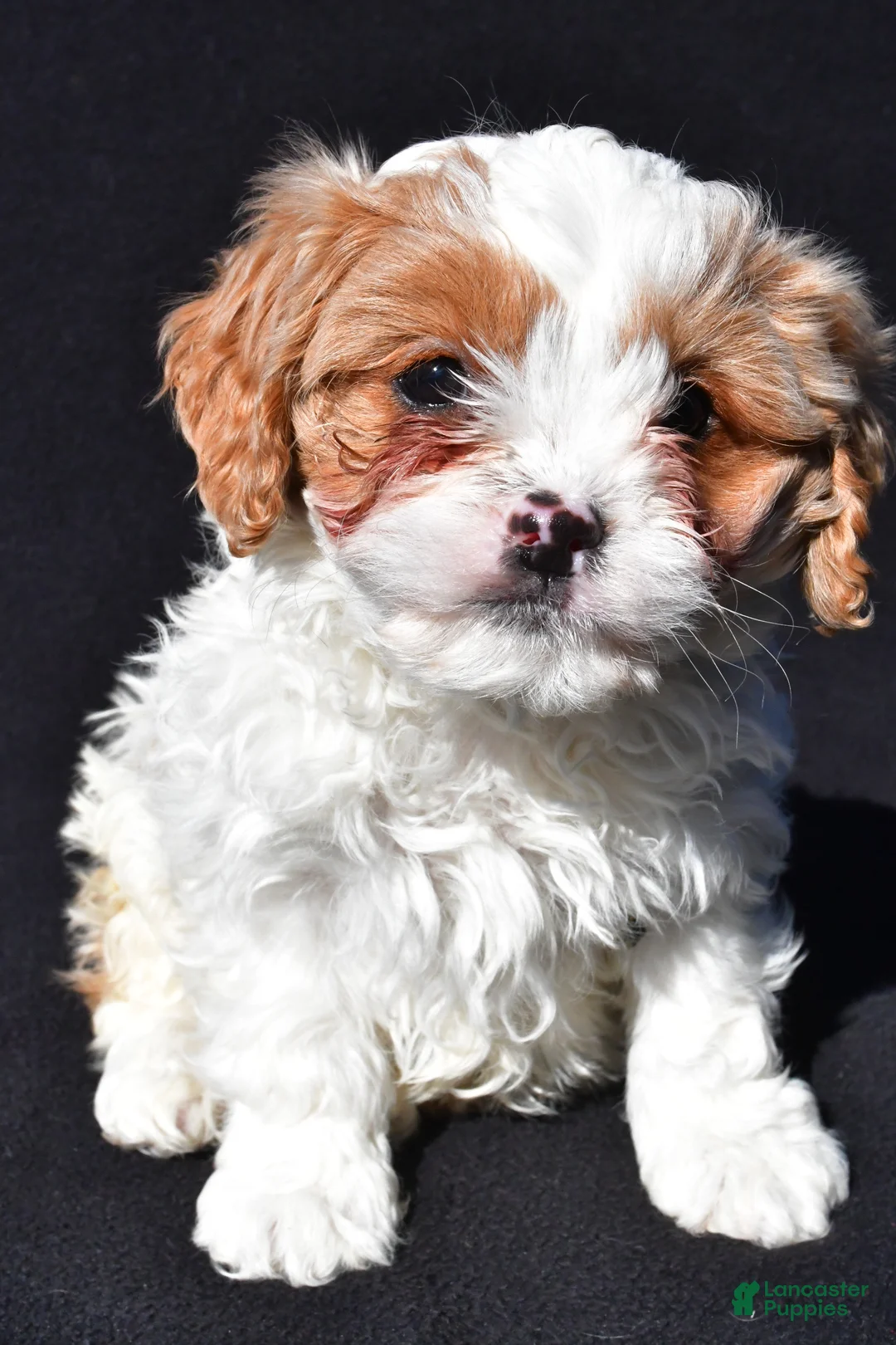 Cavapoo dogs for sale: Bently - Ad 6