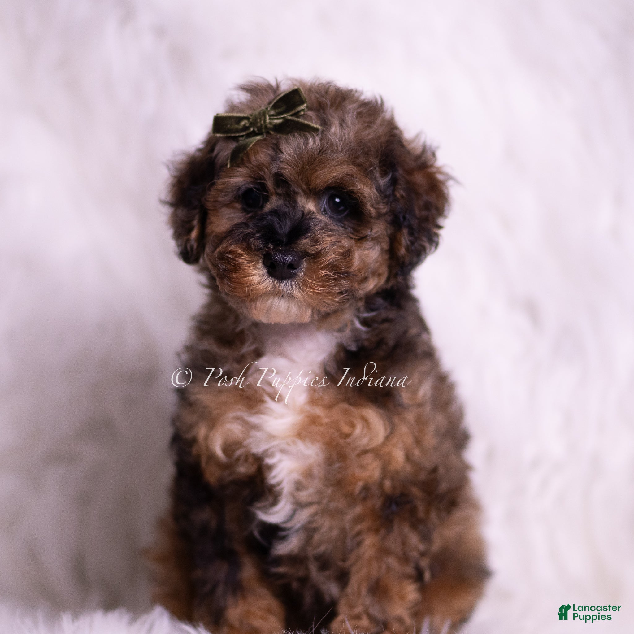 Toy Poodle dogs Vader - Ad 2