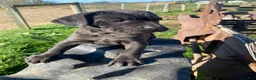 Cane Corso dogs for sale: Coco - Ad 9