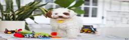 Cockapoo dogs for sale: Juniper - Ad 9