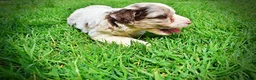 Havapoo dogs for sale: Simba - Ad 17