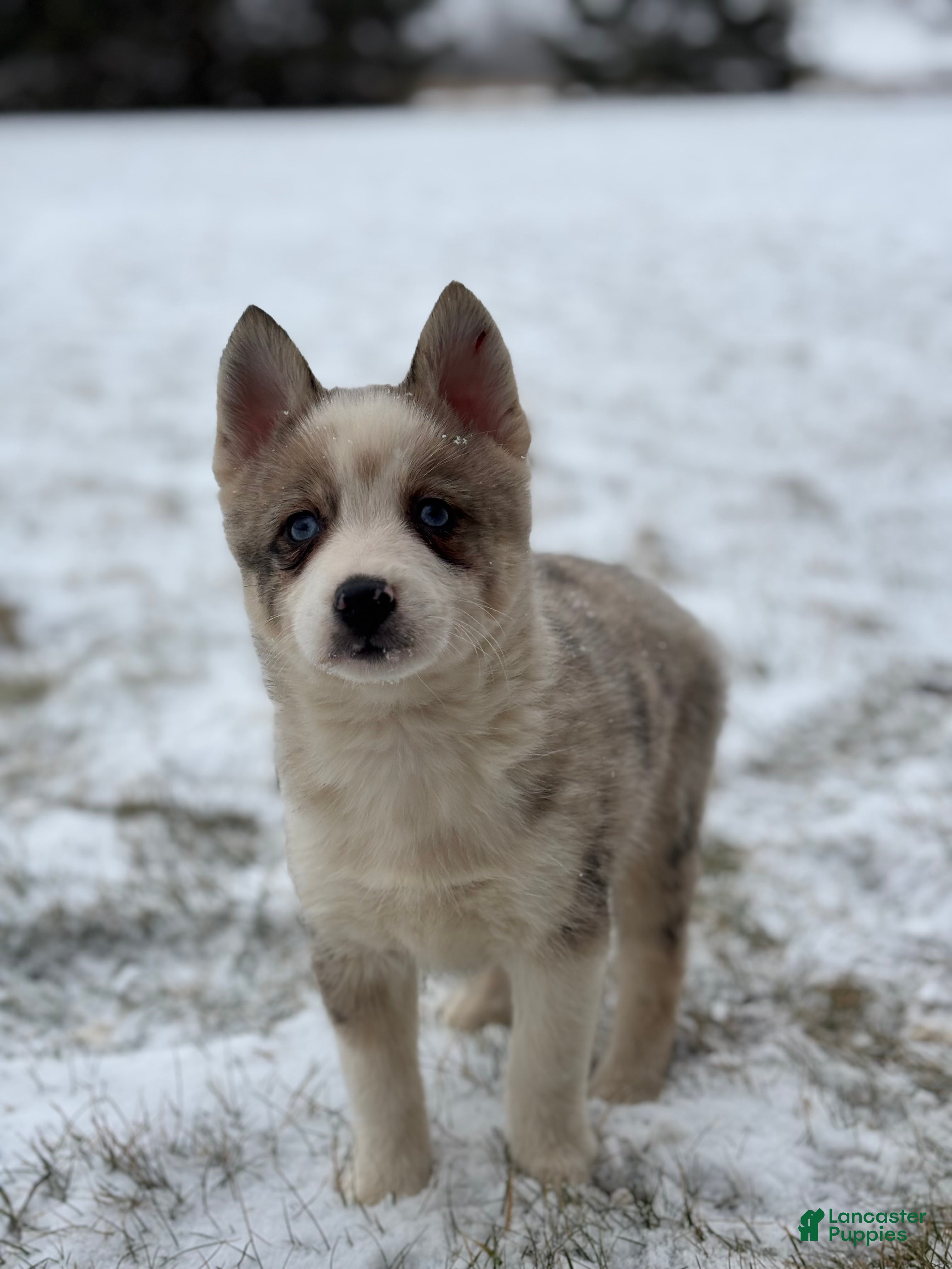 Pomsky dogs Gavin - Ad 3