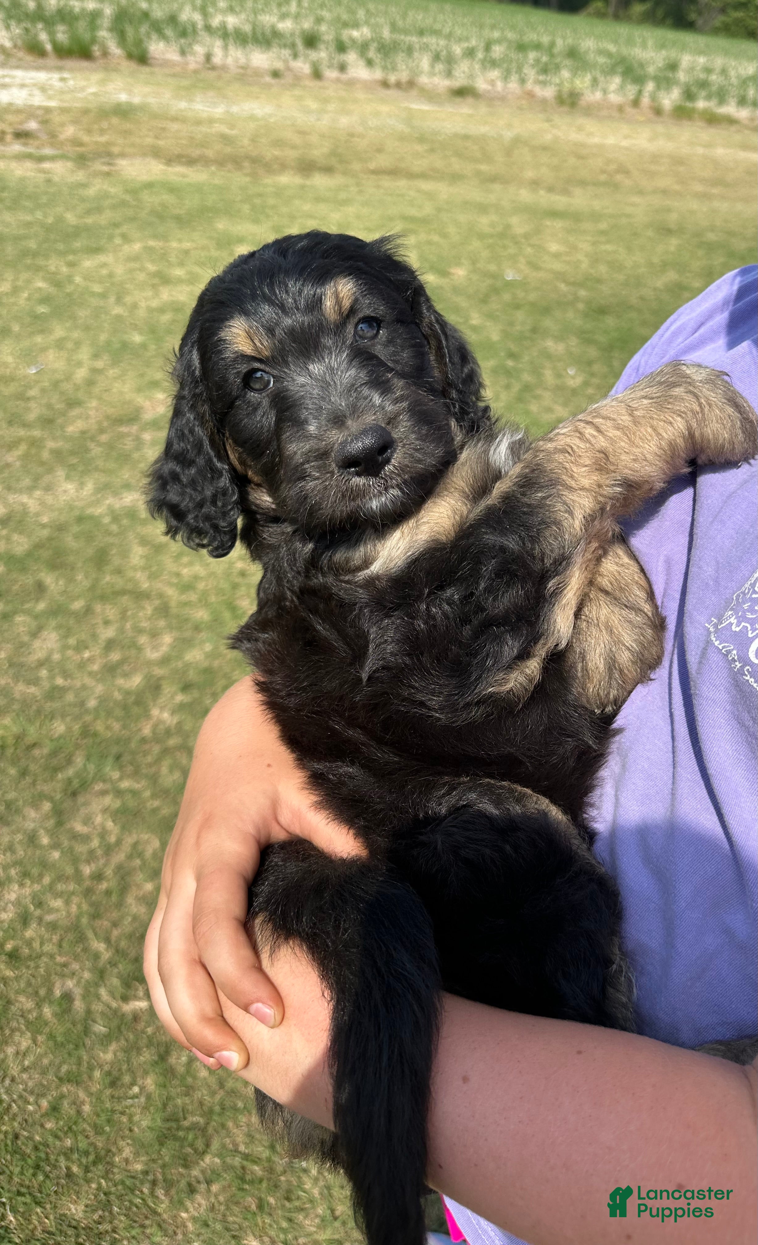 Aussiedoodle dogs Aussiedoodle Puppy 6 - Ad 38