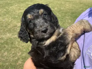 Aussiedoodle dogs Aussiedoodle Puppy 6 - Ad 38