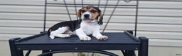Beagle dogs for sale: Hazel - Ad 4