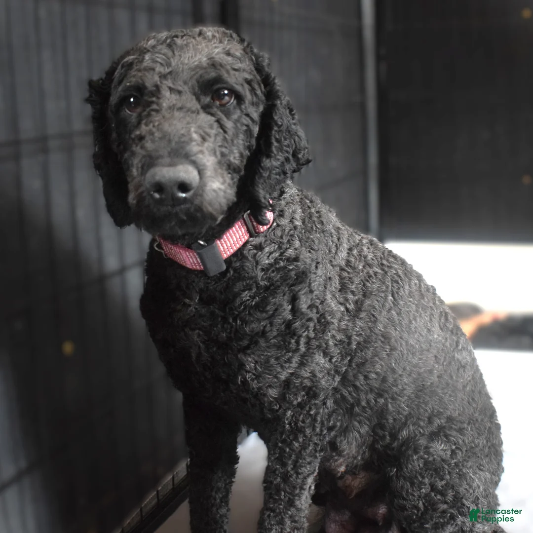 Mixed Breed dogs for sale: Chandler - Ad 7