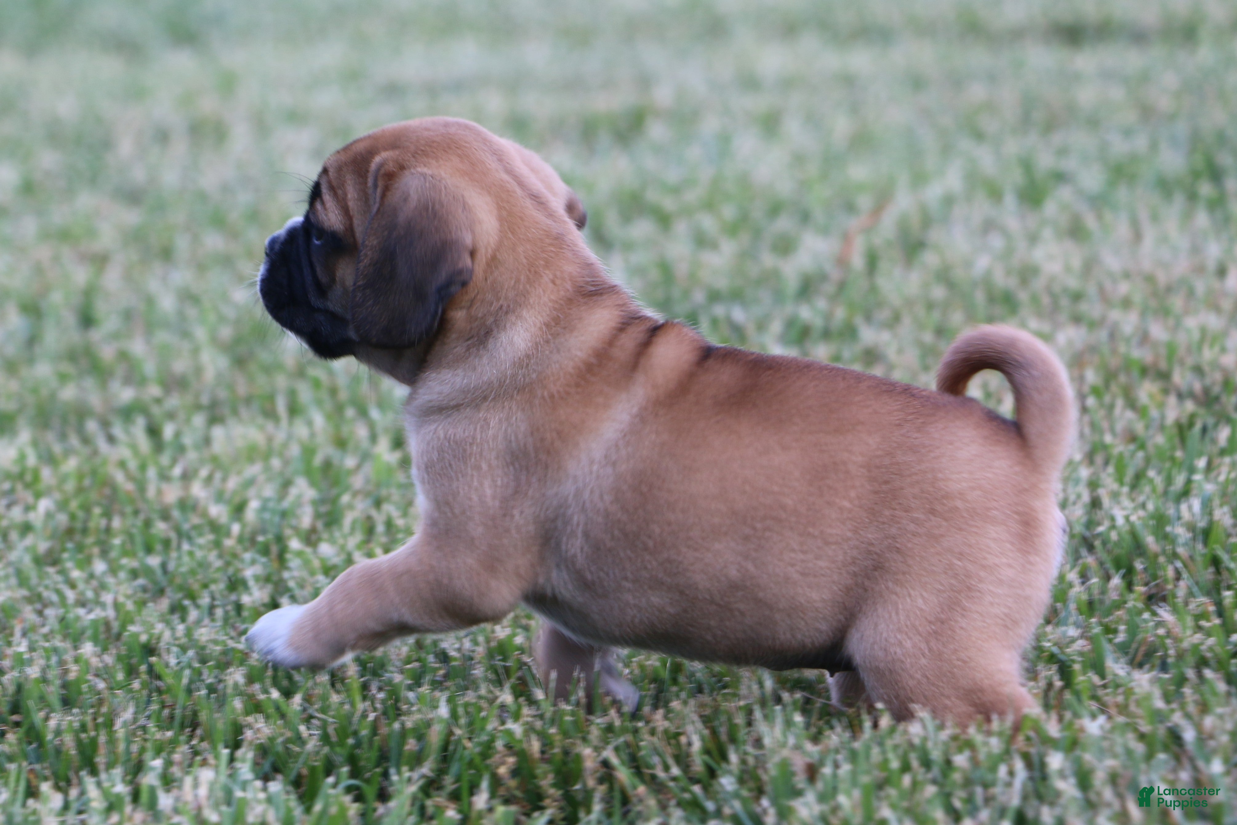 Puggle dogs for sale: Kara - Ad 3