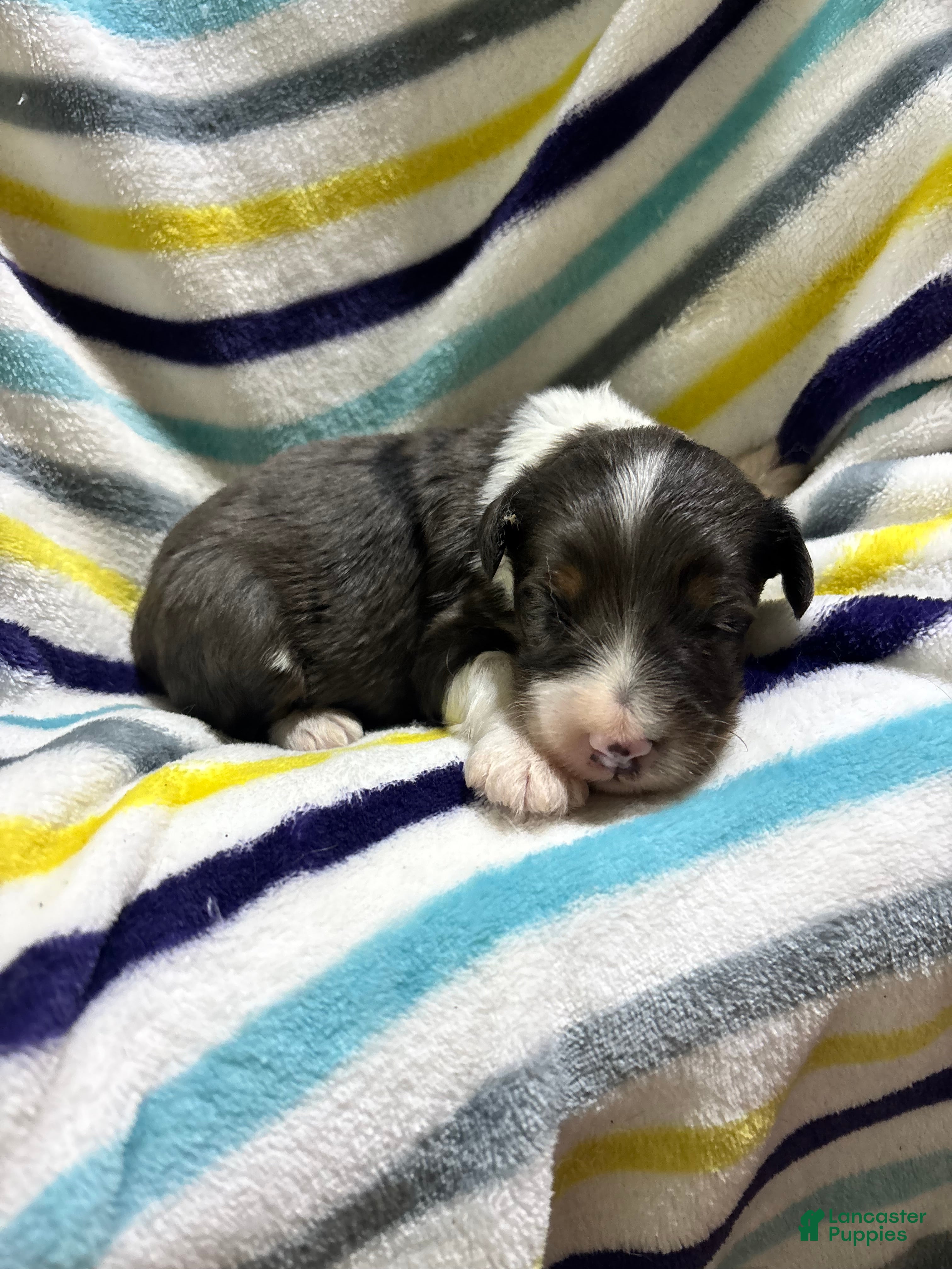 Mini Aussiedoodle dogs Hershey - Ad 2