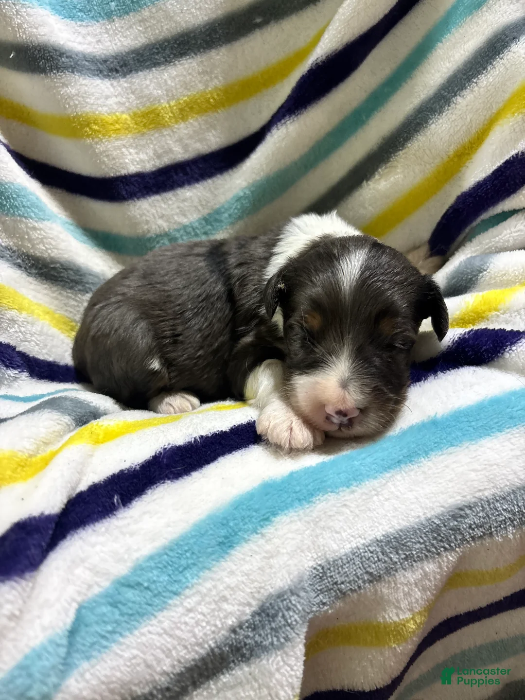 Mini Aussiedoodle dogs for sale: Hershey - Ad 2