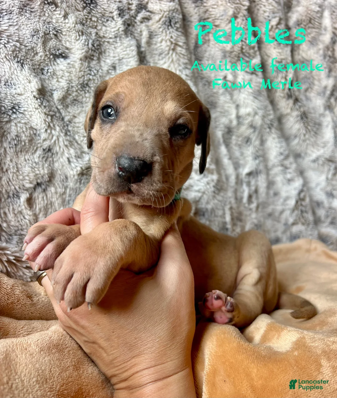 Great Dane dogs for sale: Pebbles  - Ad 1