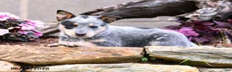 Australian Cattle Dog dogs for sale: Ashley - Ad 4