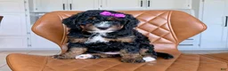 Mini Bernedoodle dogs for sale: Paisley - Ad 3