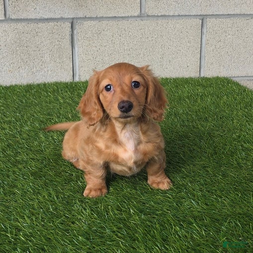 Miniature Dachshund dogs Sabrina - Ad 1