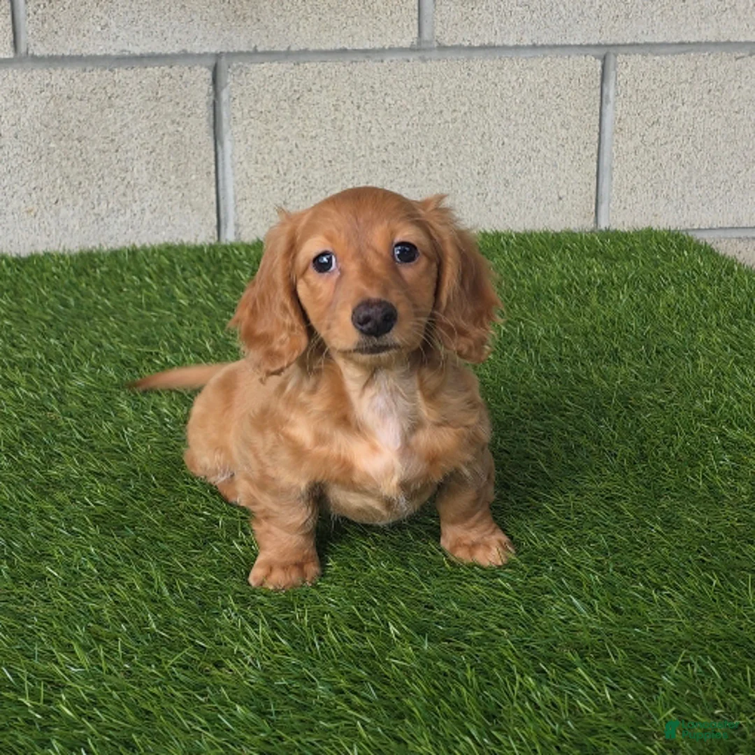 Miniature Dachshund dogs for sale: Sabrina - Ad 1