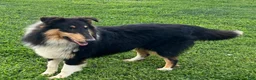 Collie dogs for sale: Sam - Ad 5