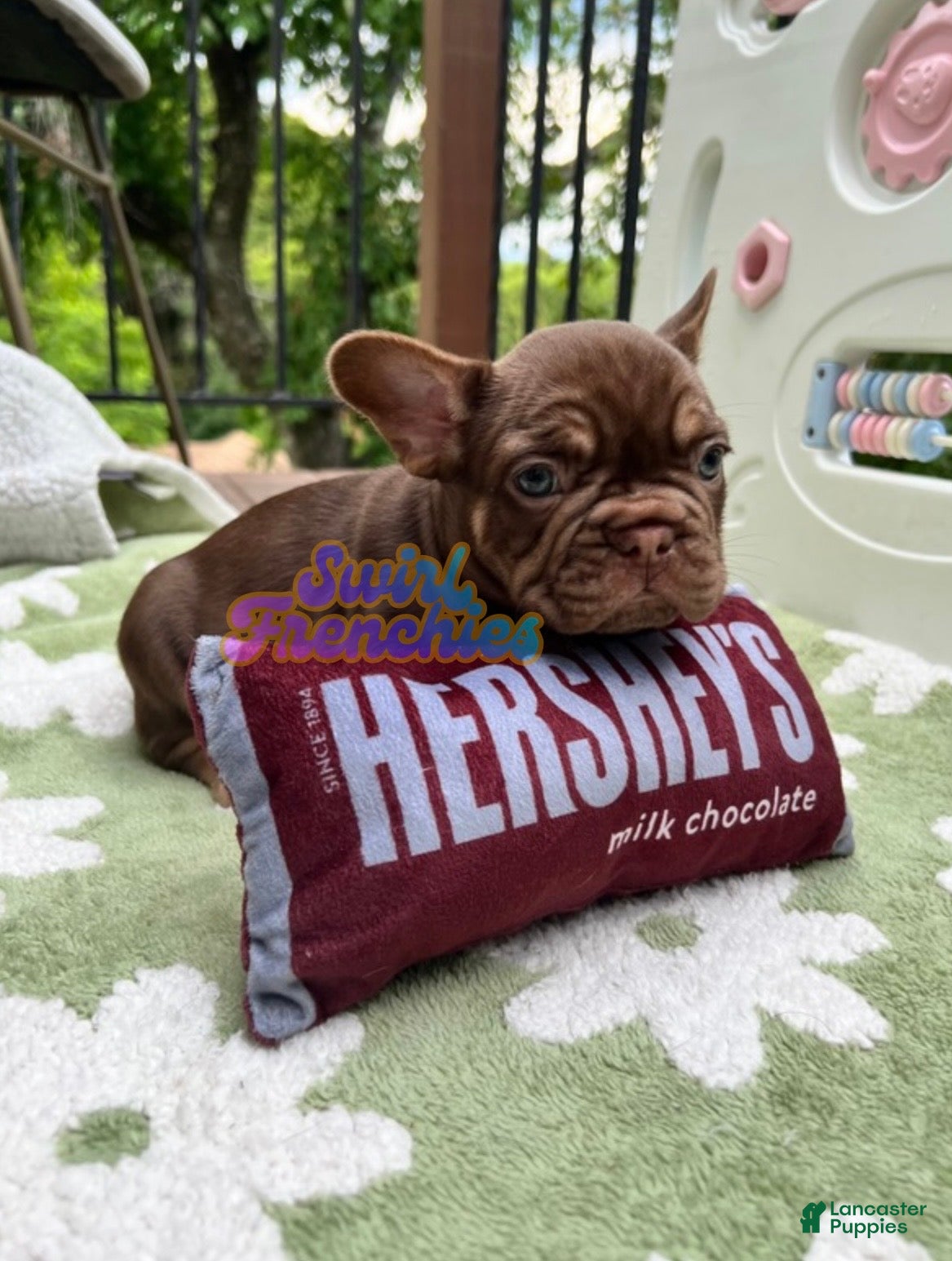 French Bulldog dogs Cinnamon - Ad 27