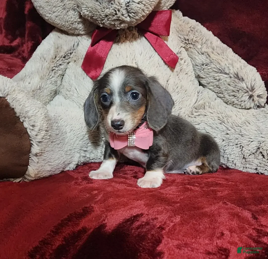 Miniature Dachshund dogs for sale: BLUEBERRY - Ad 4