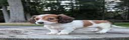Dachshund dogs for sale: Luna - Ad 5