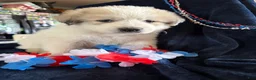 Great Pyrenees dogs for sale: Dolly - Ad 1