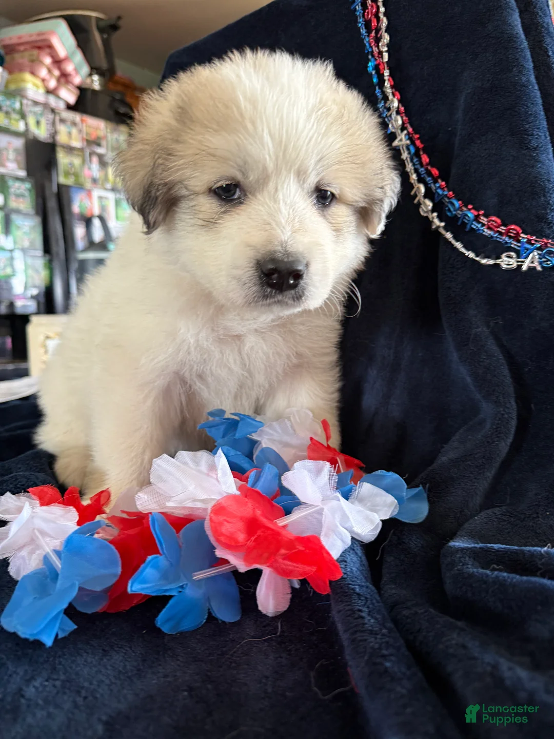 Great Pyrenees dogs for sale: Dolly - Ad 1
