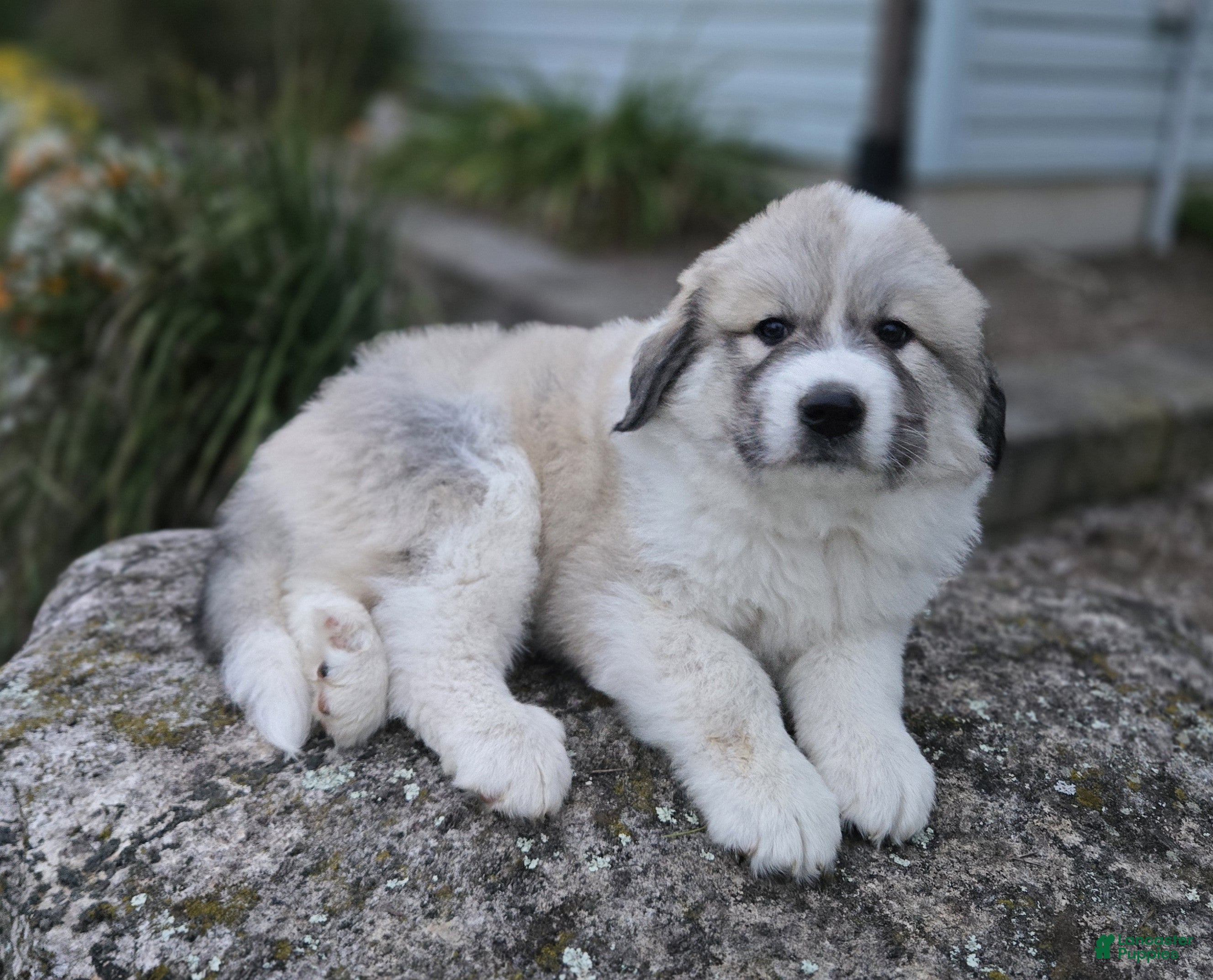 Parker (Pyrenean Mountain Dog, Male) in Port Byron, NY