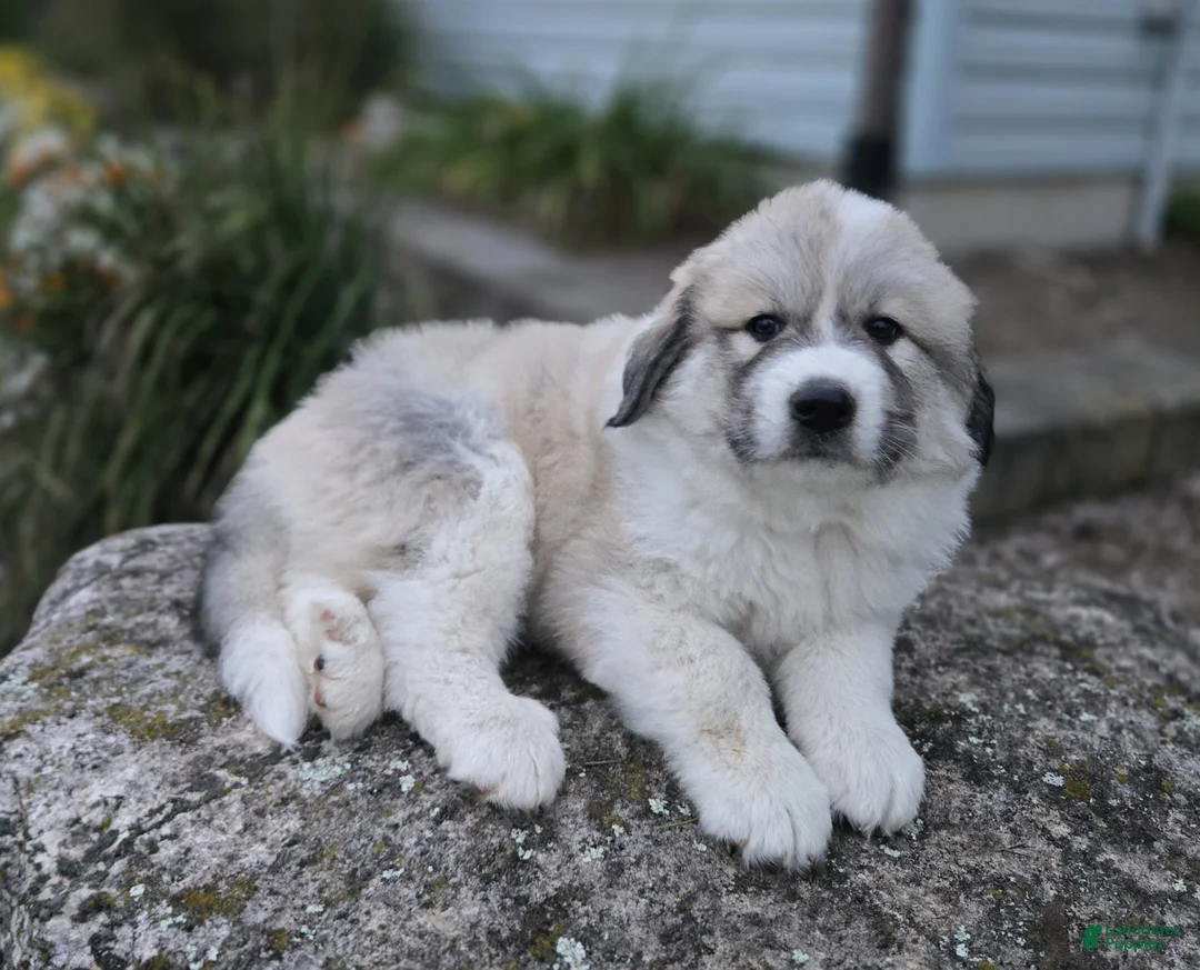 Great Pyrenees dogs for sale: Parker - Ad 1