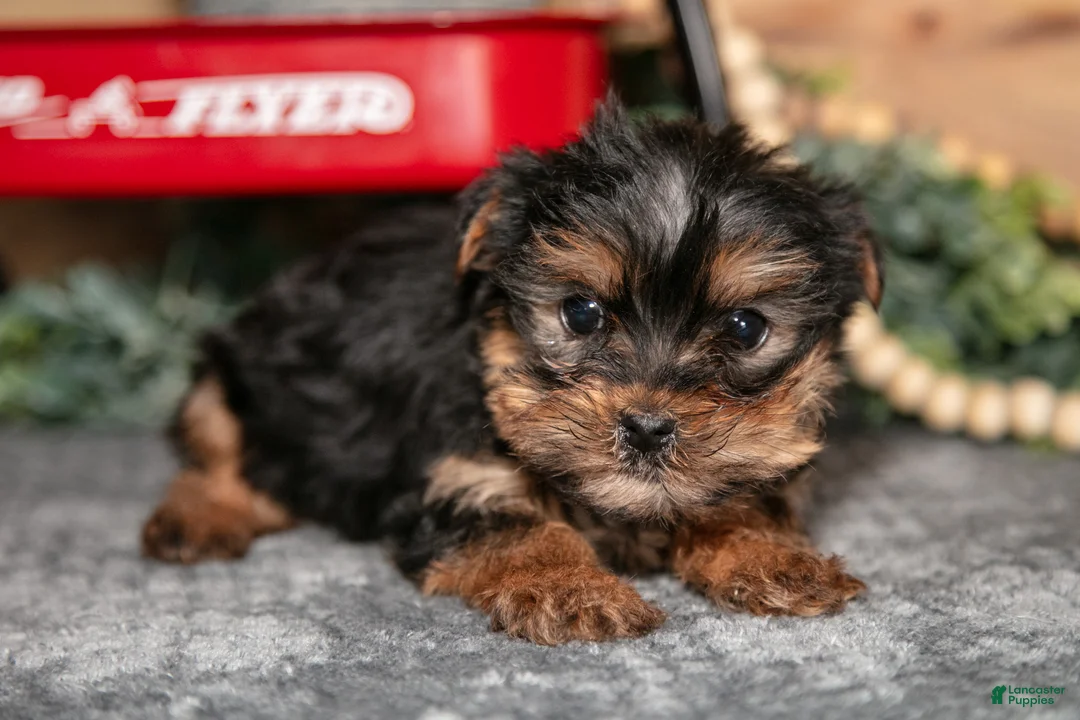 Yorkshire Terrier dogs for sale: Pepper - Ad 1