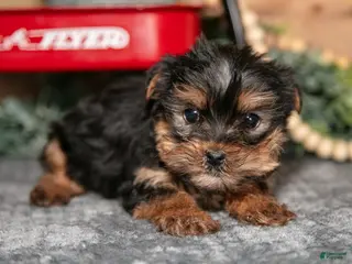 Yorkshire Terrier dogs for sale: Pepper - Ad 1