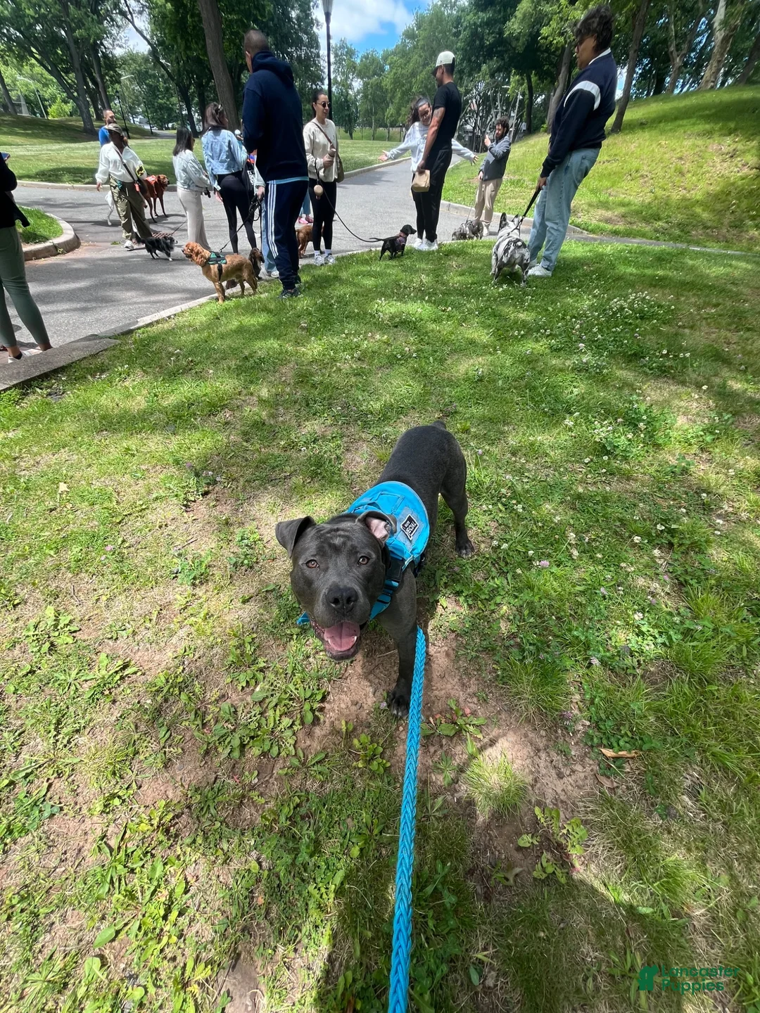 American Pit Bull Terrier dogs for stud: Blue nose pitty for stud - Ad 4
