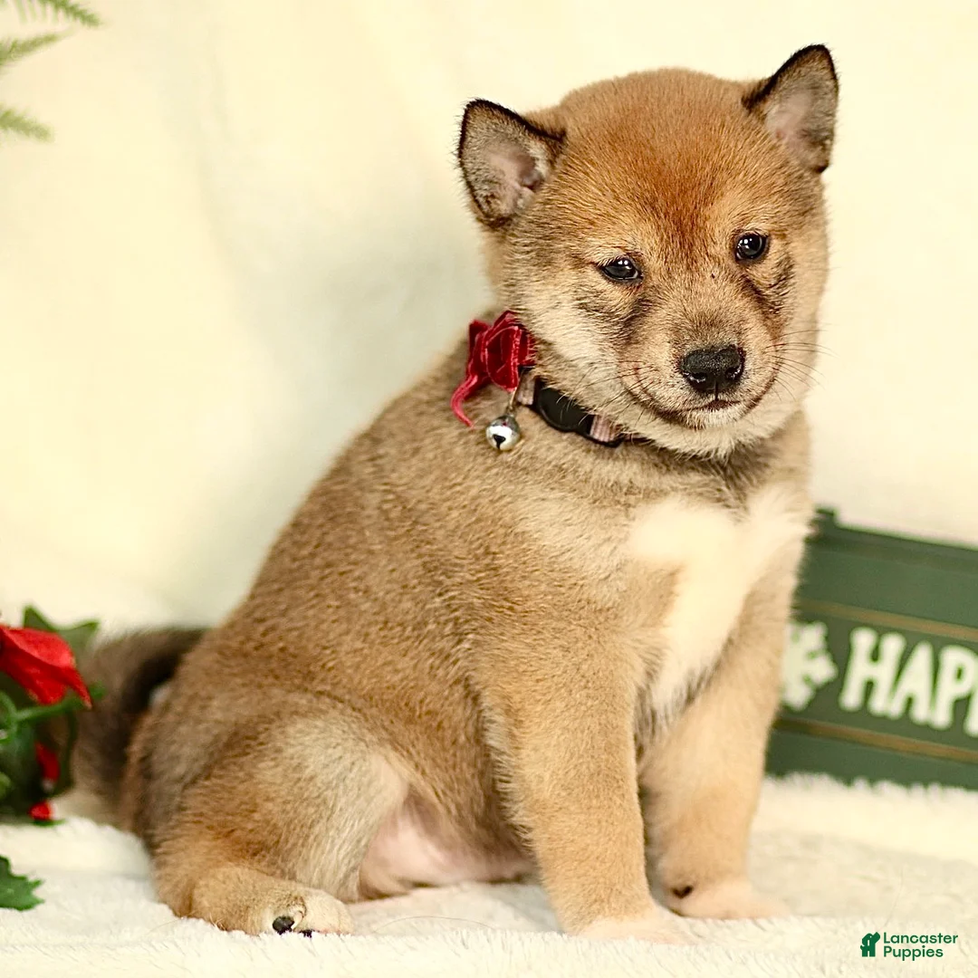 Shiba Inu dogs for sale: Baxter - Ad 3