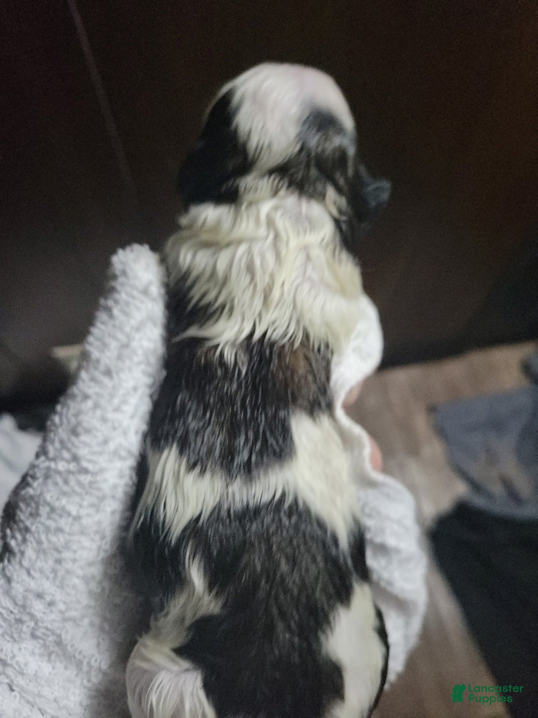 Saint Bernard dogs for sale: Puppy 3 - Ad 38