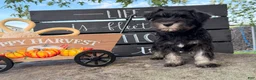 Miniature Schnauzer dogs for sale: Tiffany Miniature Schnauzer  - Ad 11