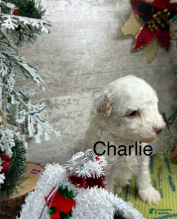 Toy Poodle dogs Charlie - Ad 30