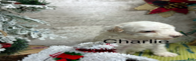 Charlie